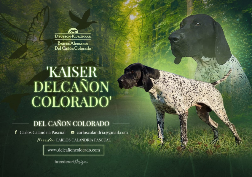Kaiser Del Cañón Colorado