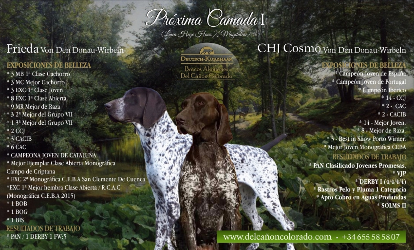 Publicidad  Camada I | Frieda & Cosmo Von Den Donau-Wirbeln