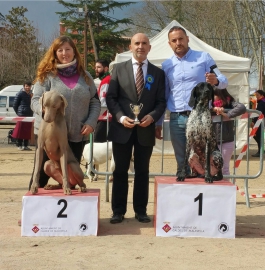 Imagen de Octavia, II Concurso Nacional Canino Caldes de Malavella - Marzo 2016