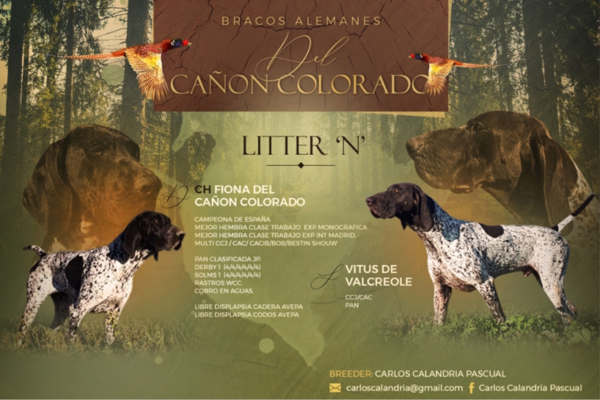 Publicidad  Camada N | Fiona Del Cañón Colorado & Vitus De Valcreole