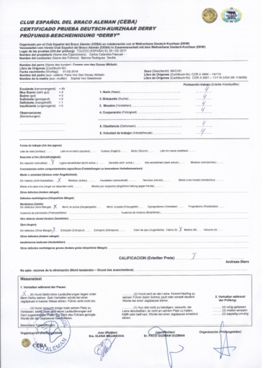 Certificado de Validacón / Derby del Braco Alemán